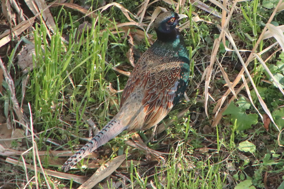 Green Pheasant - ML629083584