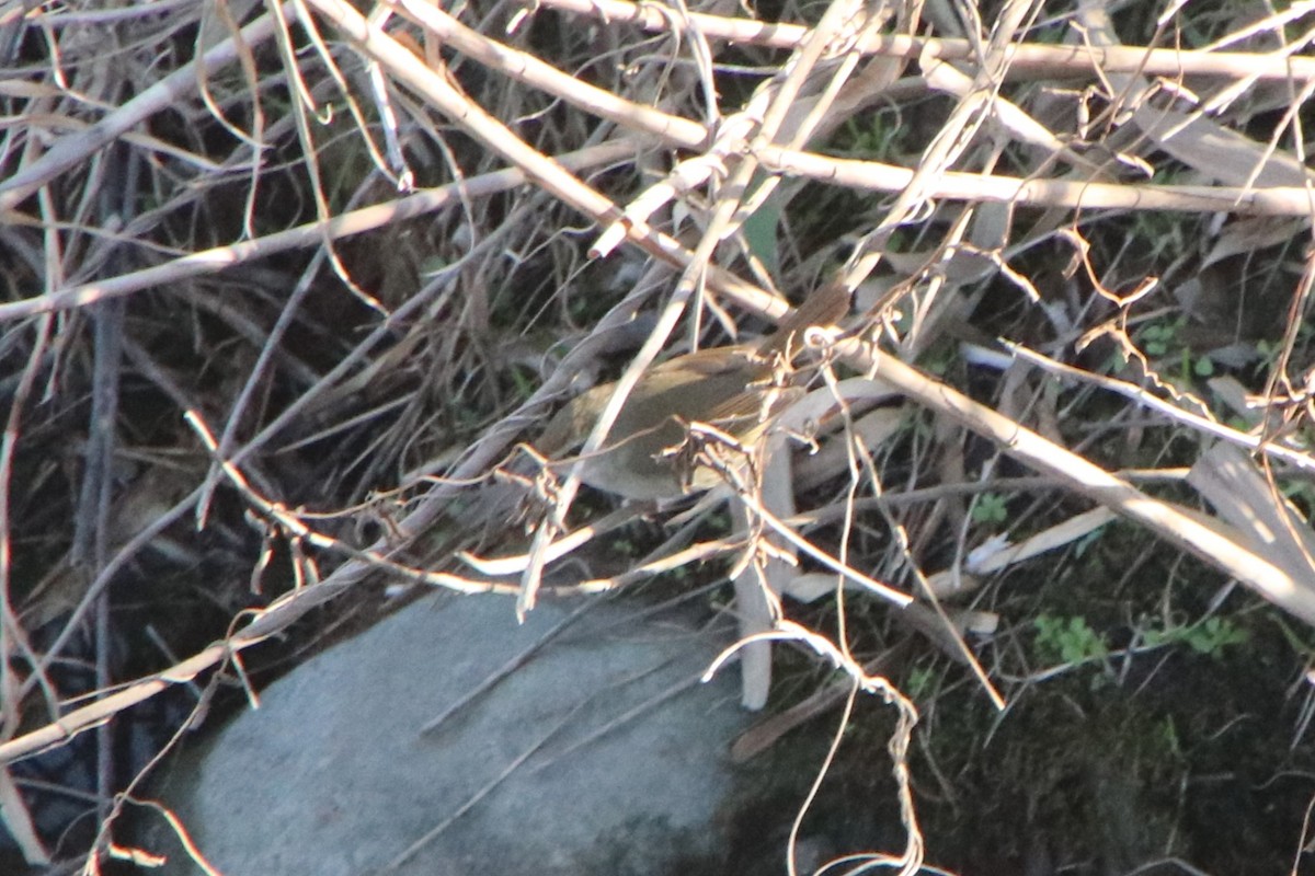 Japanese Bush Warbler - ML629083600