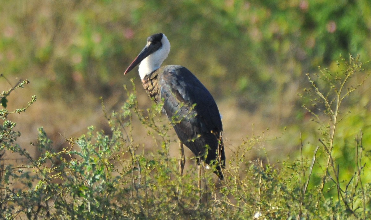 Asian Woolly-necked Stork - ML629083811