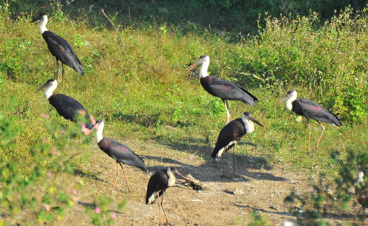 Asian Woolly-necked Stork - ML629083812