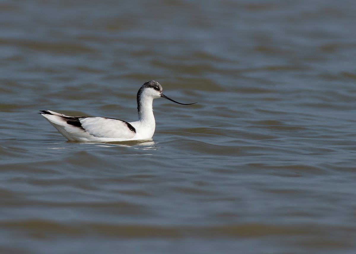 Pied Avocet - ML629084123