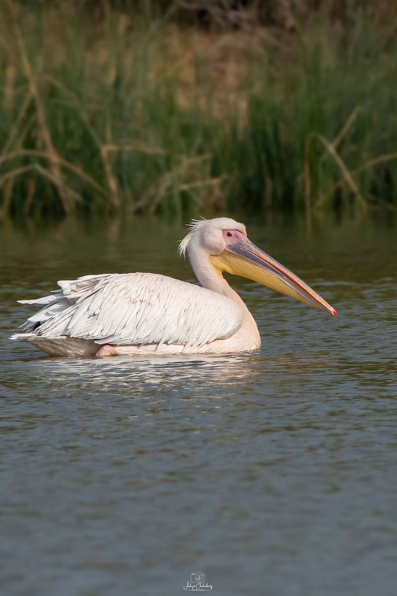 Great White Pelican - ML629084134