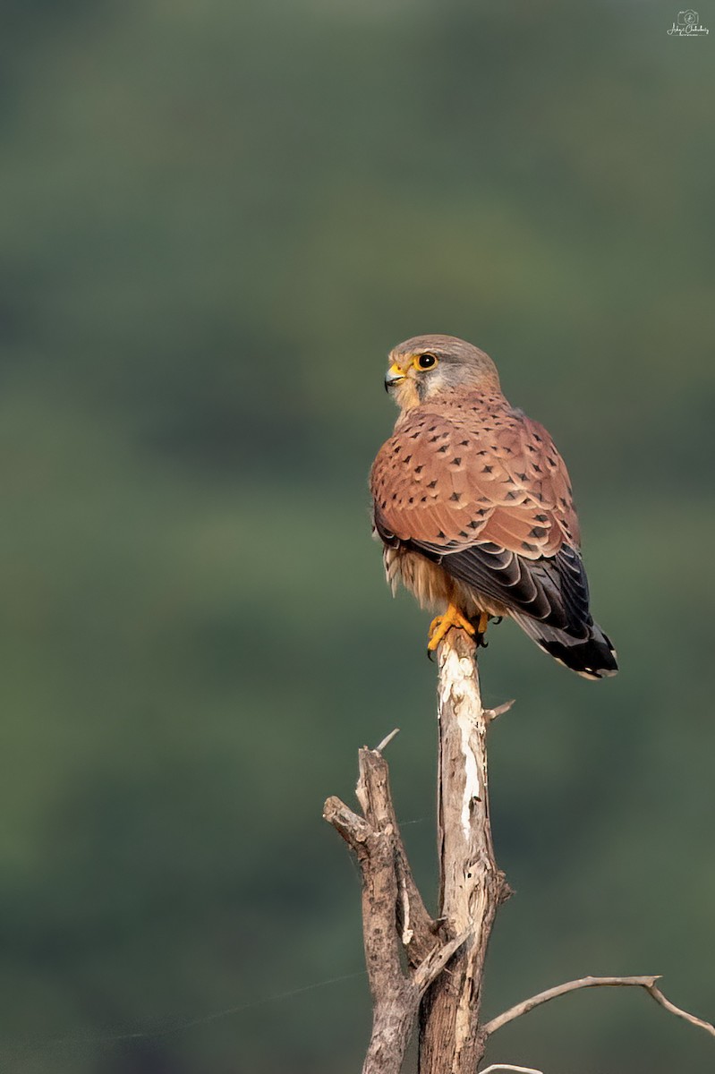 Eurasian Kestrel - ML629084144