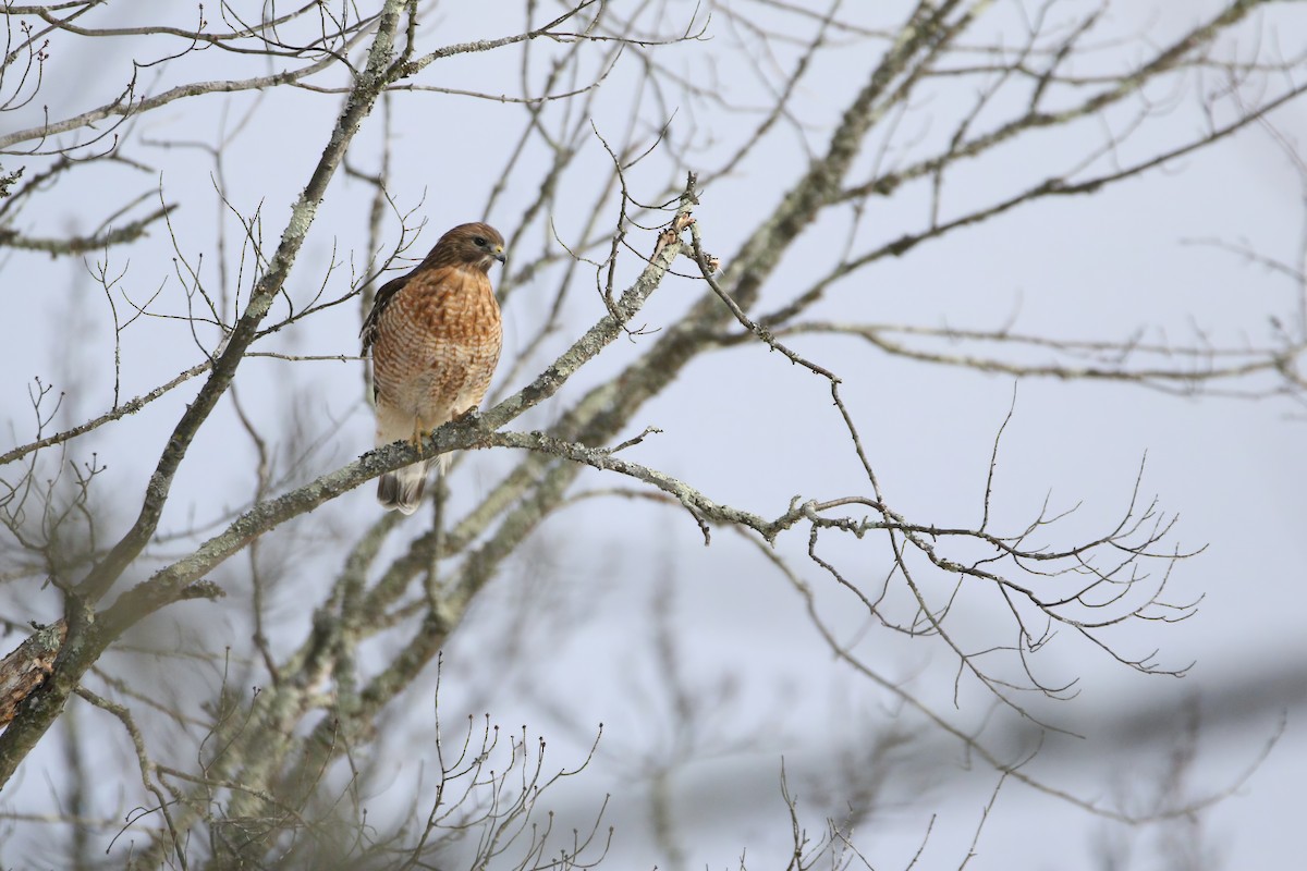 Red-shouldered Hawk - ML629084156