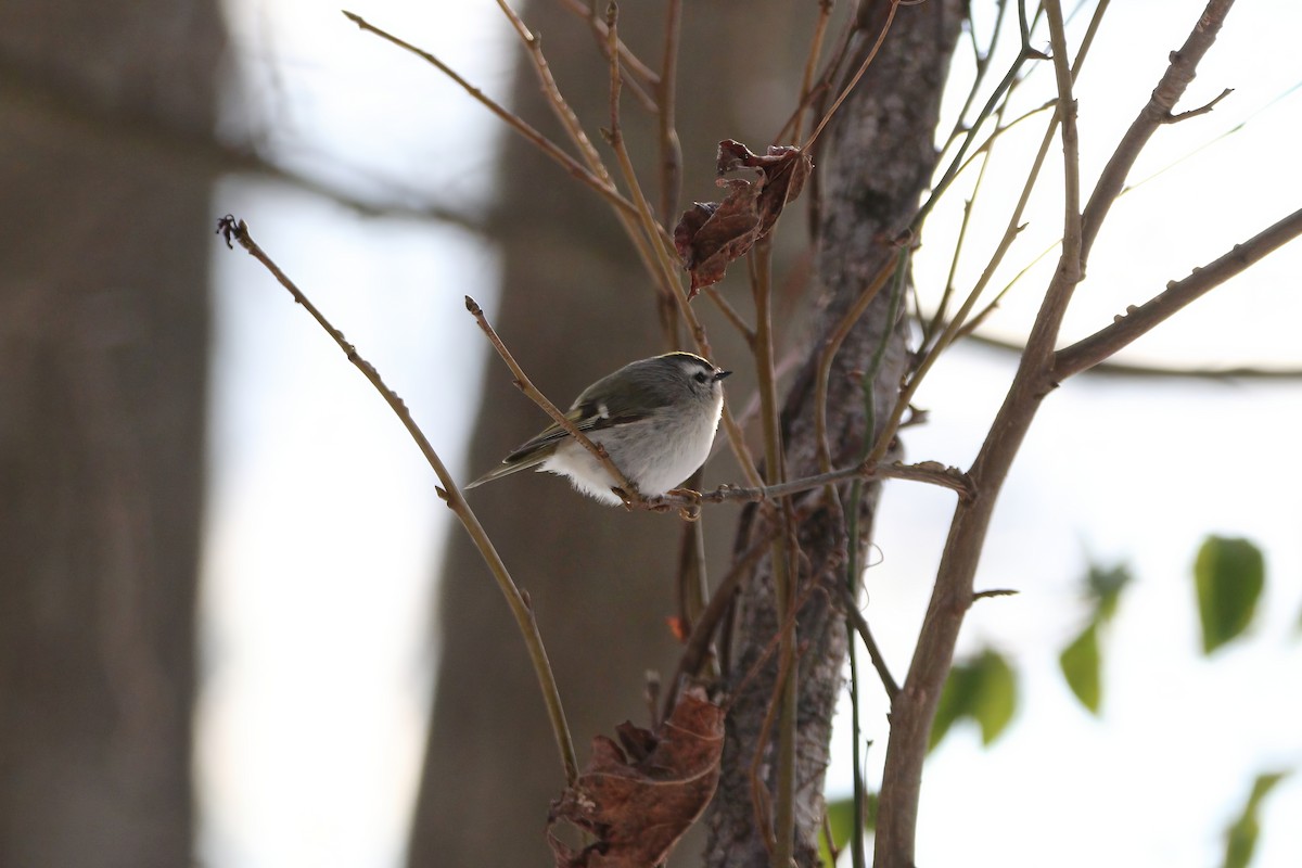 Golden-crowned Kinglet - ML629084161