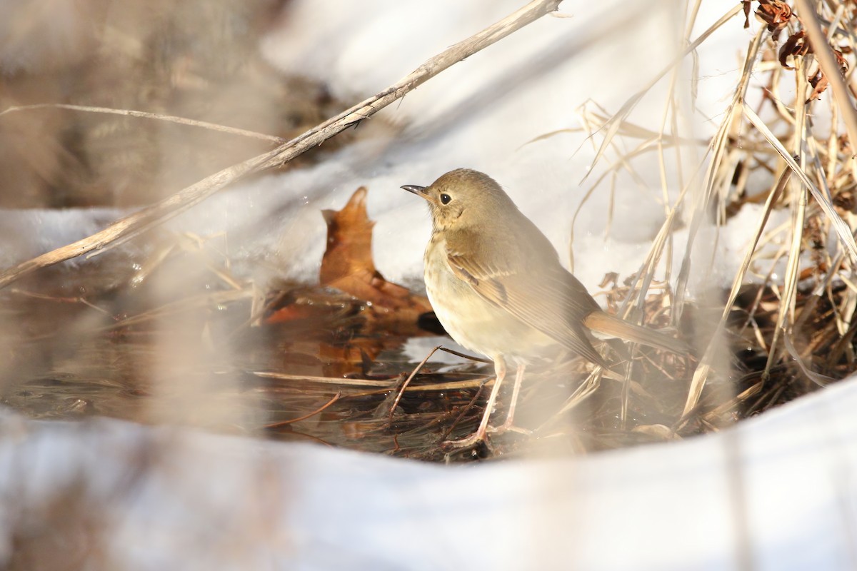 Hermit Thrush - ML629084168