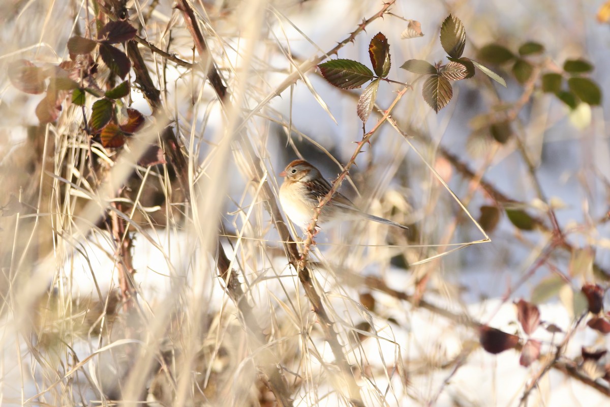 Field Sparrow - ML629084172