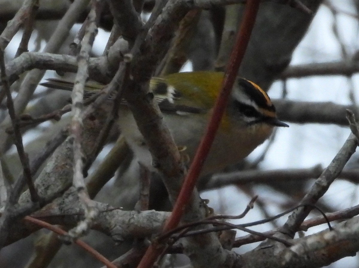 Common Firecrest - ML629084199
