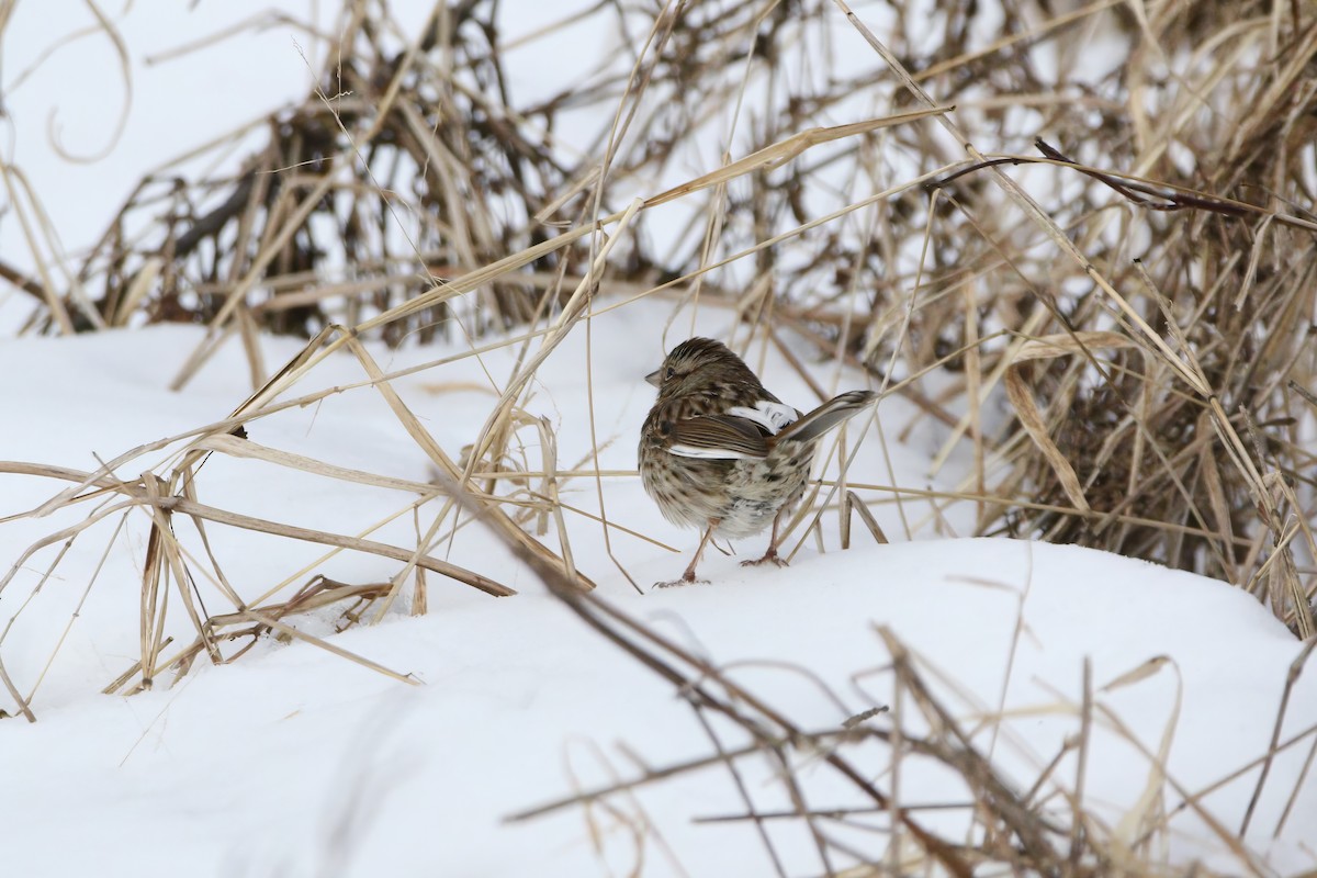 Song Sparrow - ML629084201