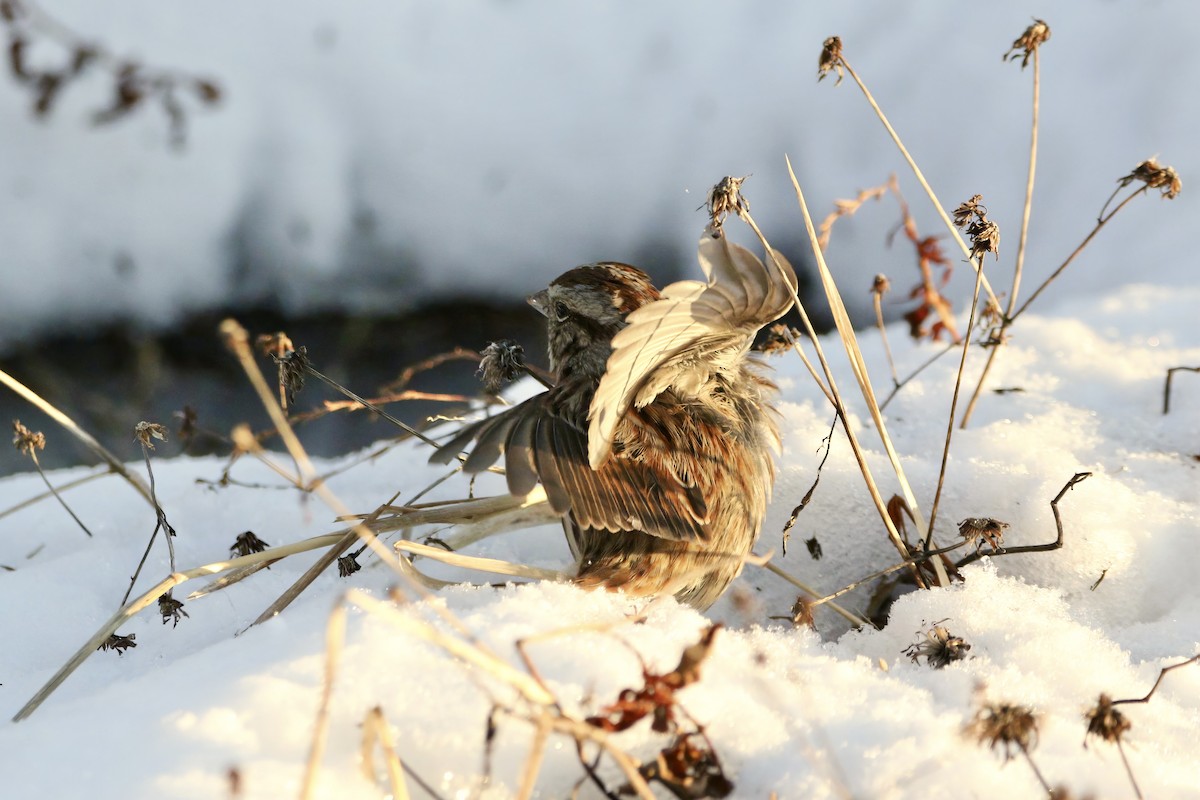 Song Sparrow - ML629084204