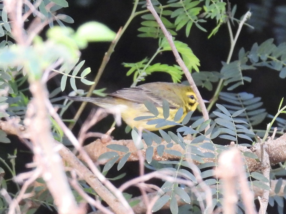 Cape May Warbler - ML629084302