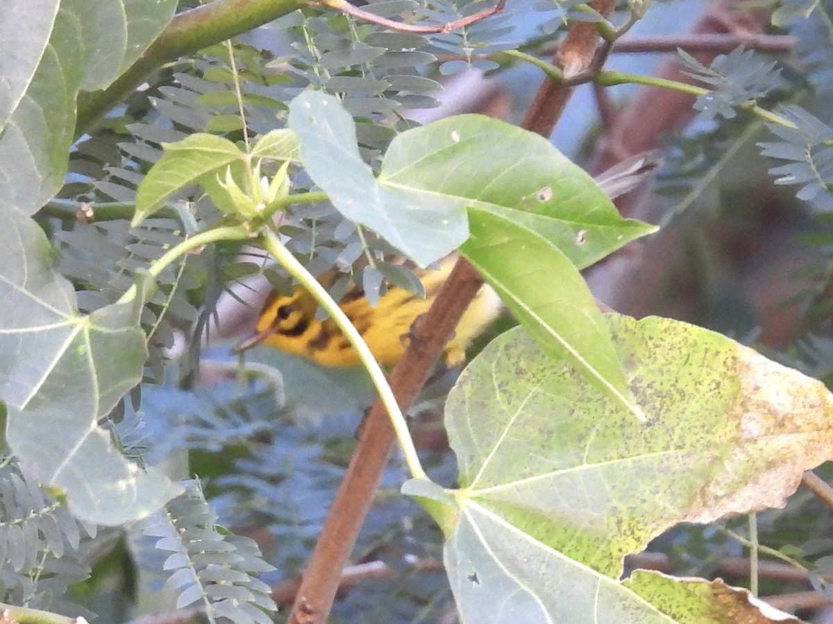 Cape May Warbler - ML629084303