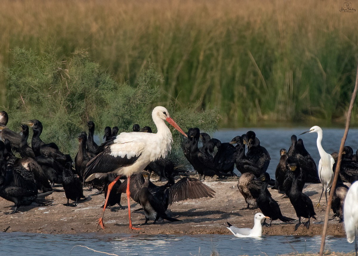 White Stork - ML629084331