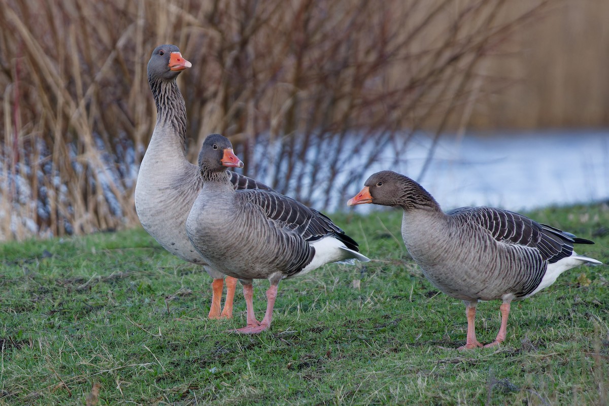 Graugans (domestiziert) - ML629084438