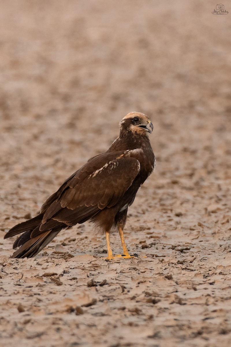 Western Marsh Harrier - ML629084467