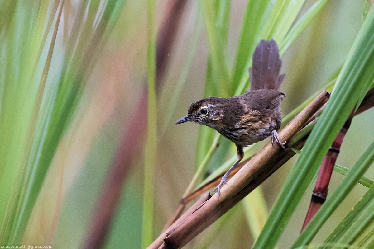 Marsh Babbler - ML629084484