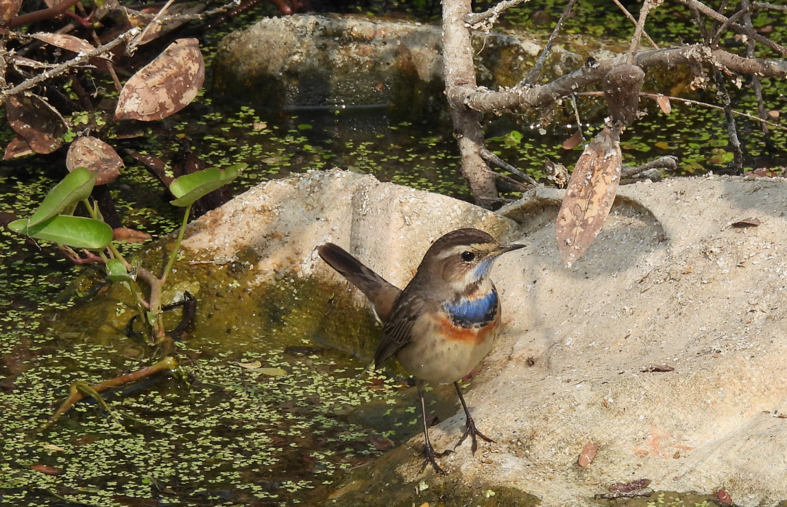 Bluethroat - ML629084538