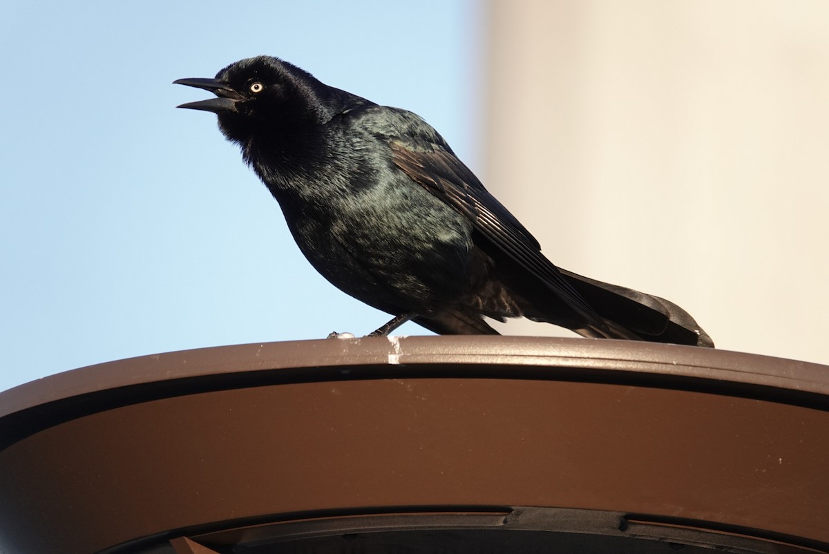 Boat-tailed Grackle - ML629084654