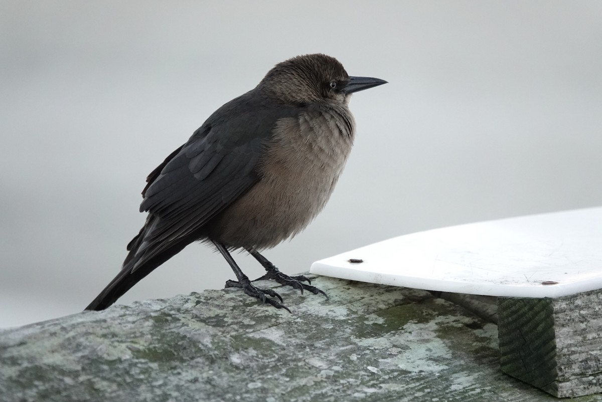 Boat-tailed Grackle - ML629084656