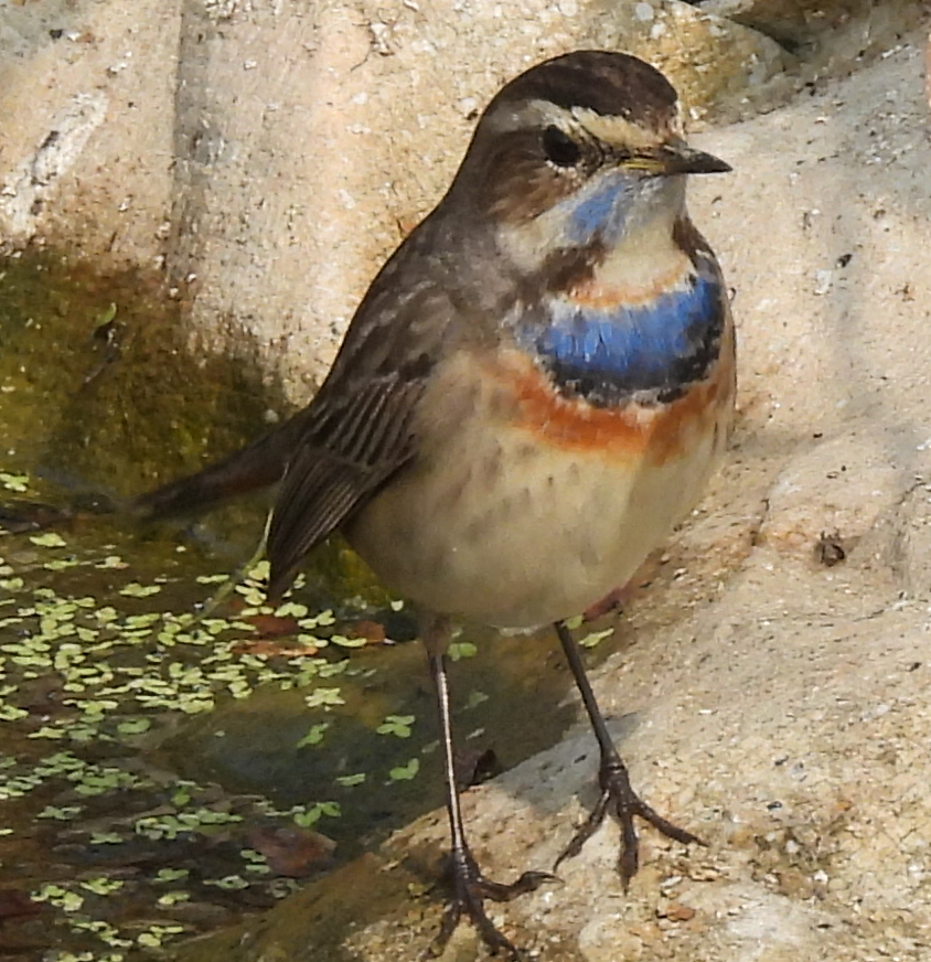 Bluethroat - ML629084852