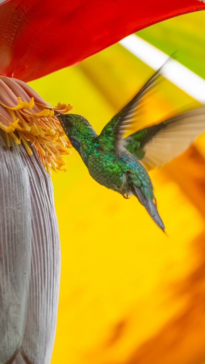 Santa Marta Sabrewing - ML629084870