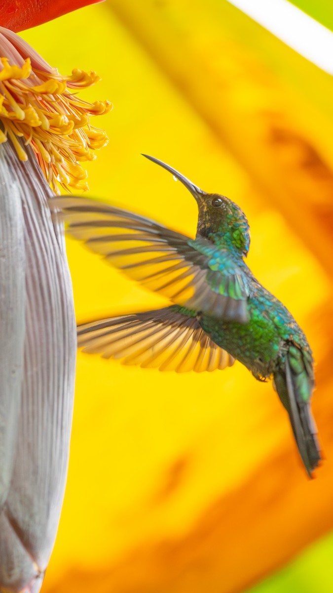 Santa Marta Sabrewing - ML629084873