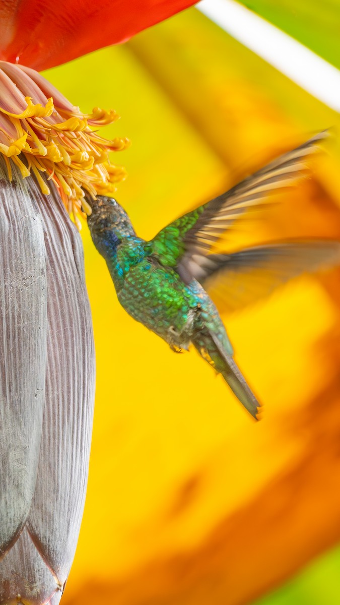 Santa Marta Sabrewing - ML629084874