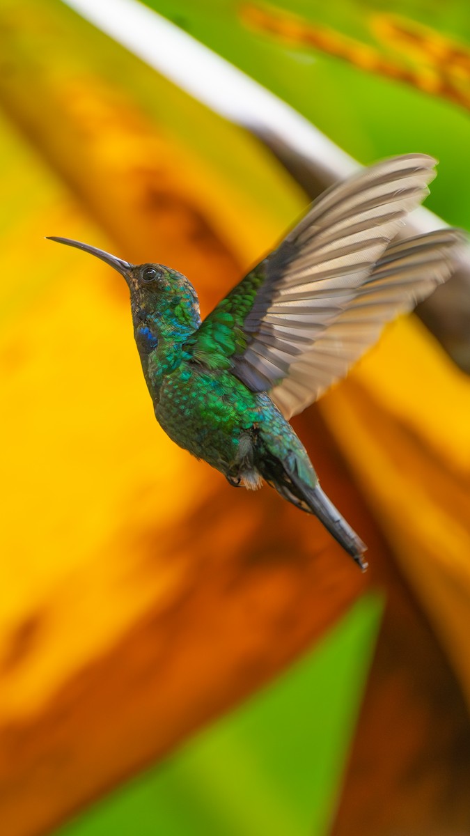 Santa Marta Sabrewing - ML629084877