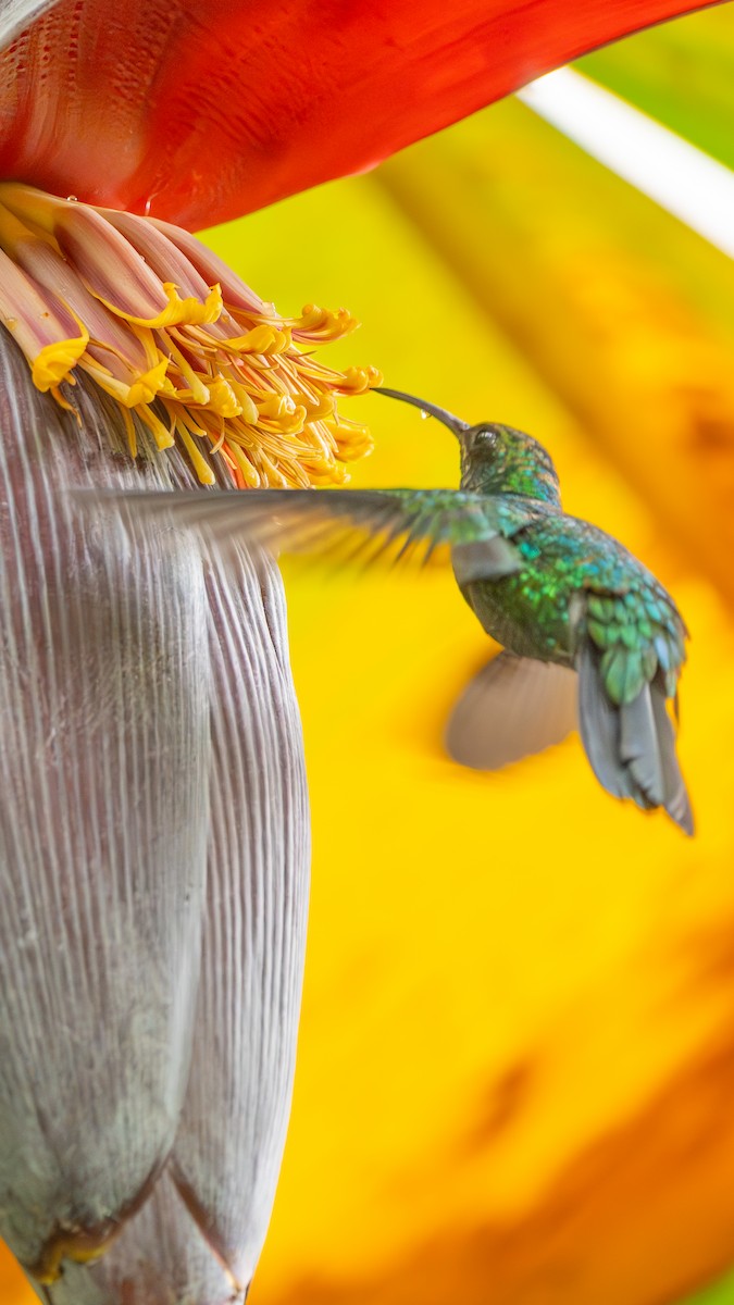 Santa Marta Sabrewing - ML629084878