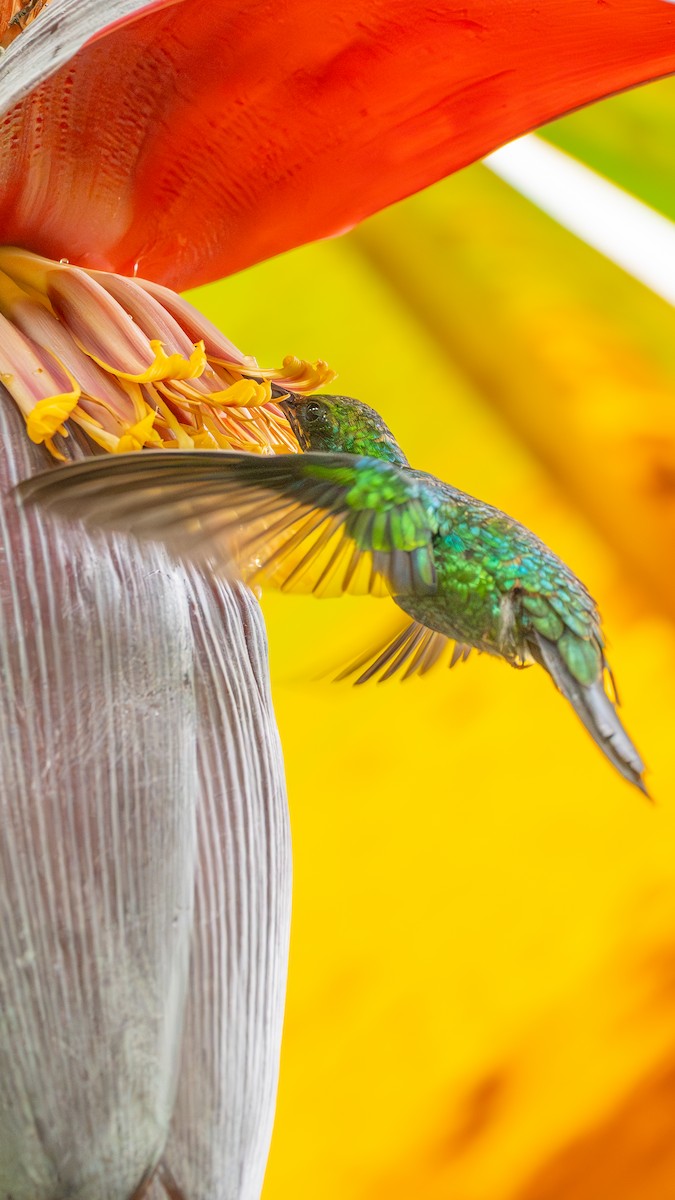 Santa Marta Sabrewing - ML629084881