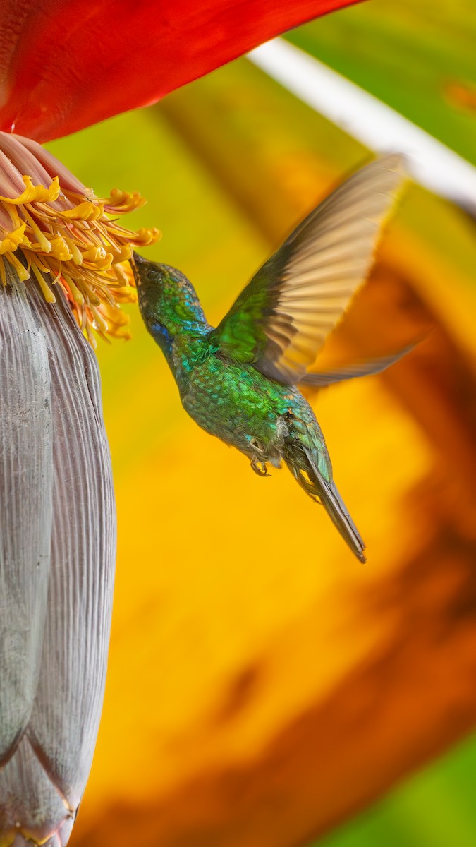 Santa Marta Sabrewing - ML629084883