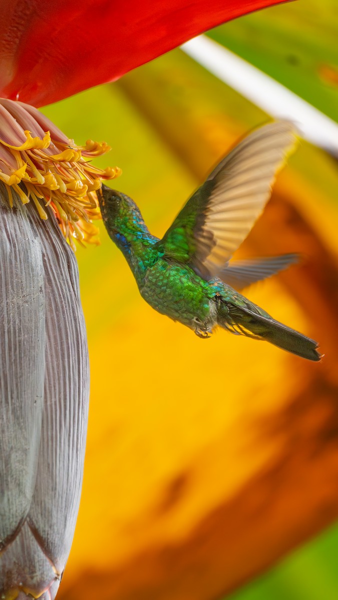 Santa Marta Sabrewing - ML629084884