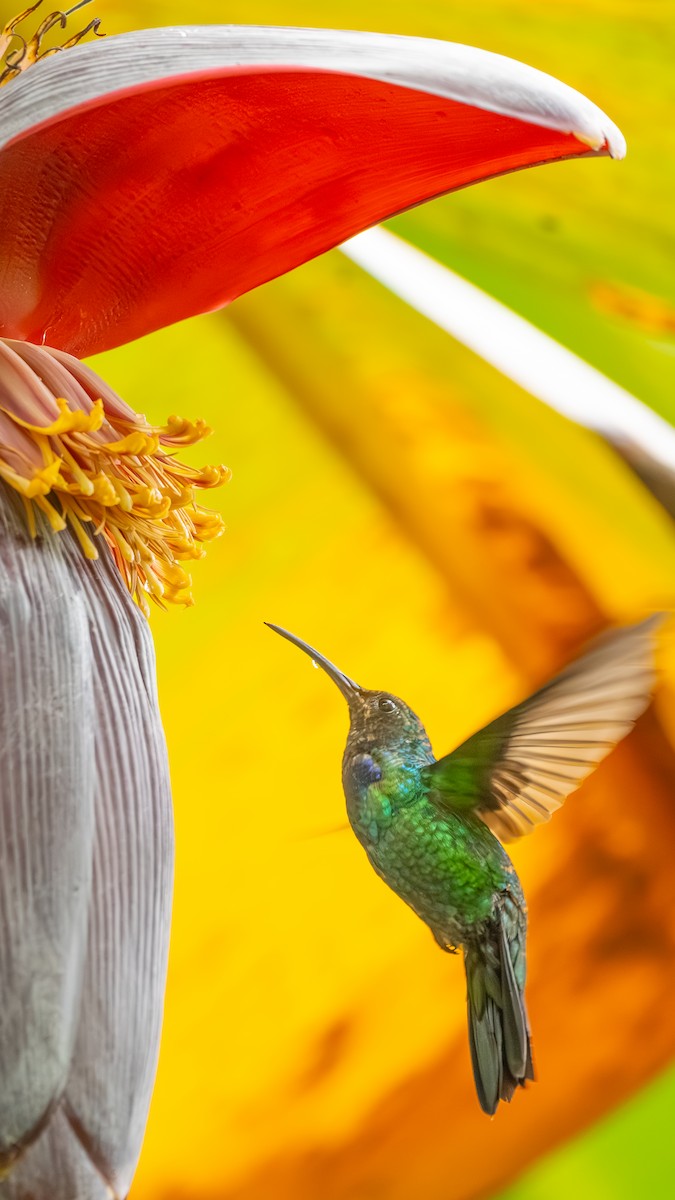 Santa Marta Sabrewing - ML629084885