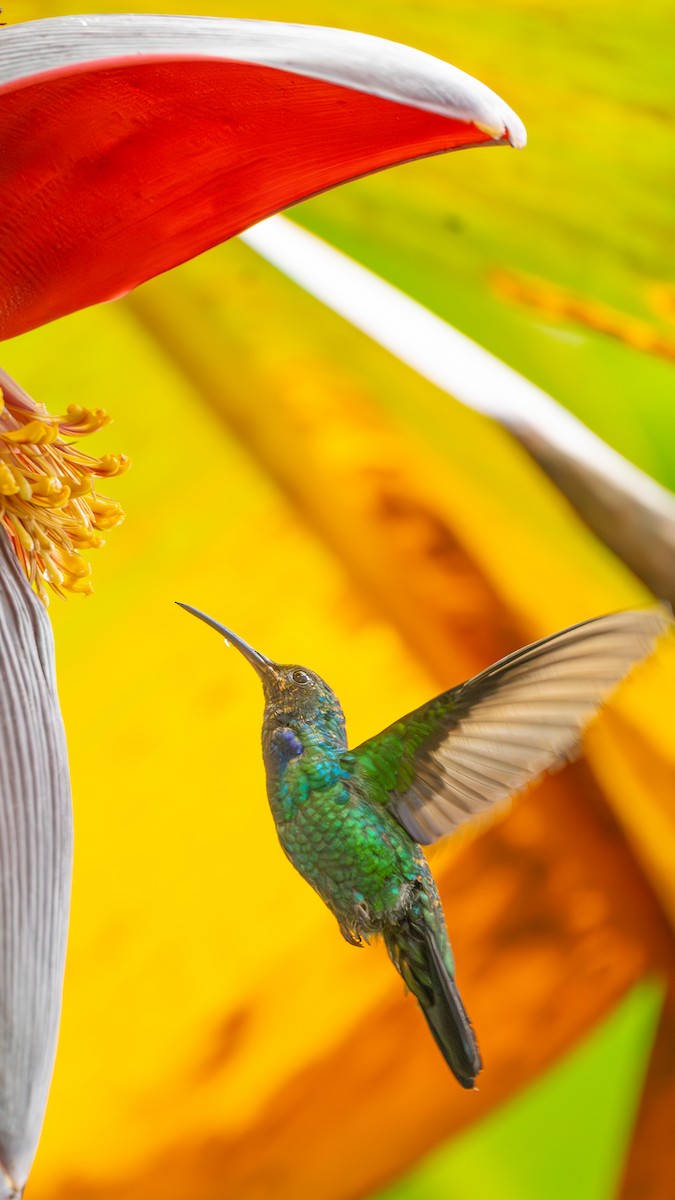 Santa Marta Sabrewing - ML629084887