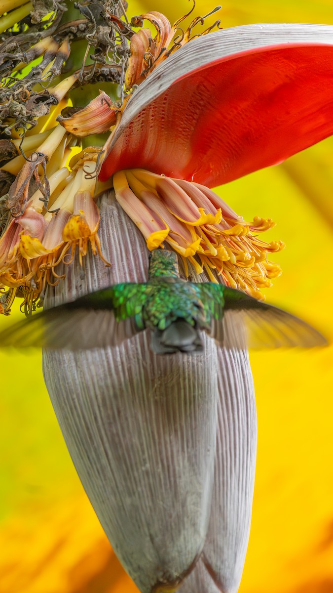 Santa Marta Sabrewing - ML629084888