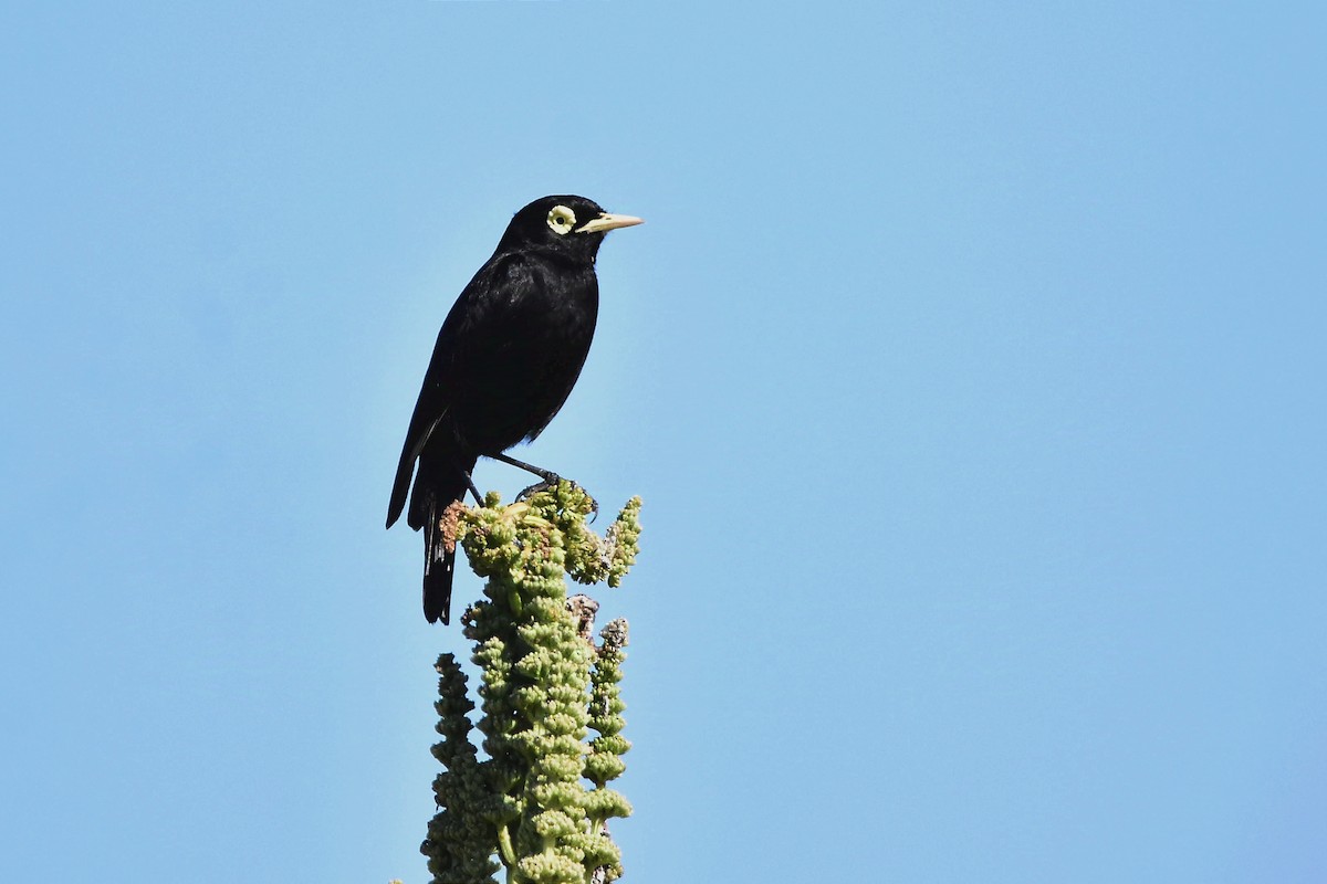 Spectacled Tyrant - ML629084940