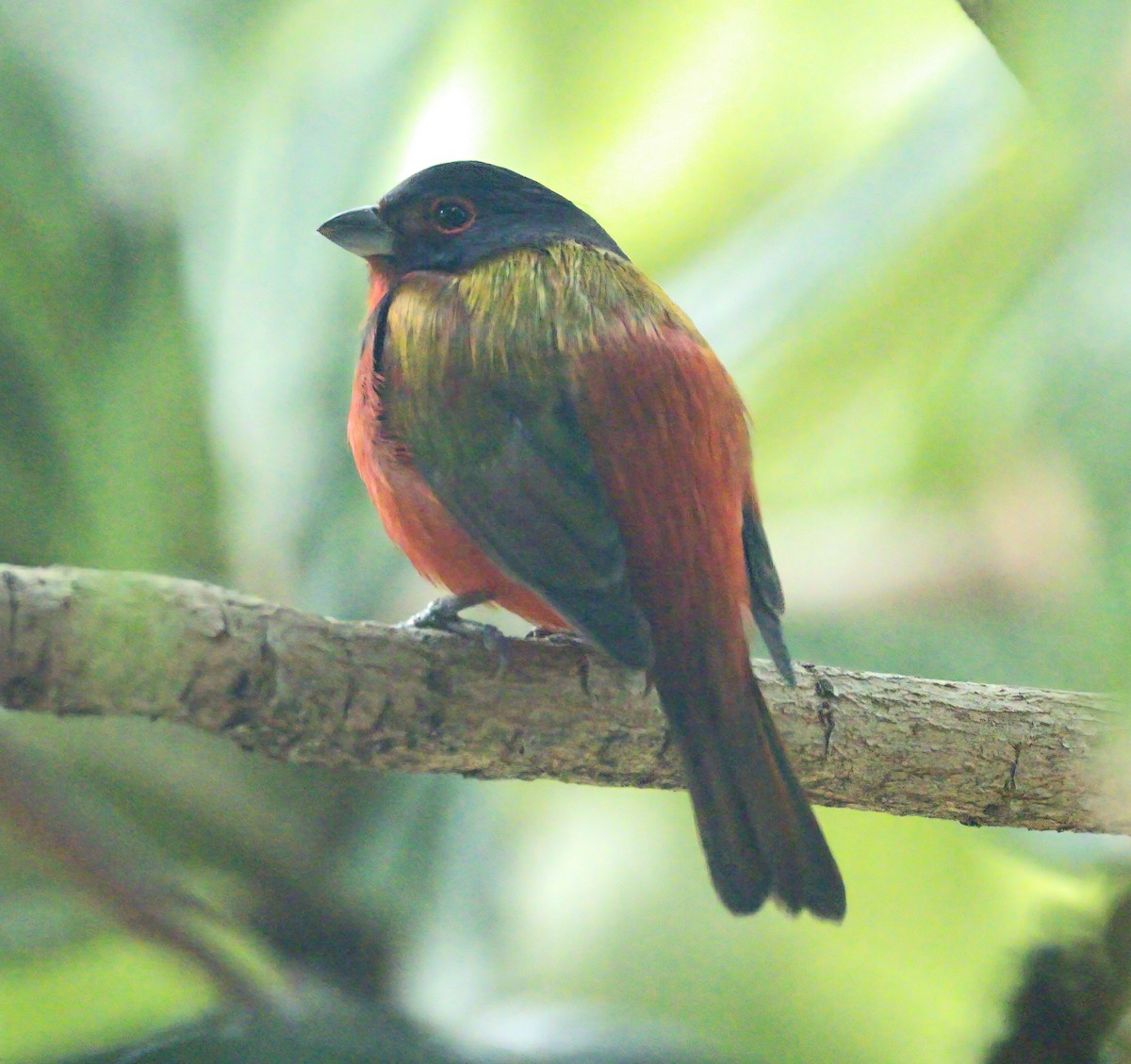 Painted Bunting - ML629085107