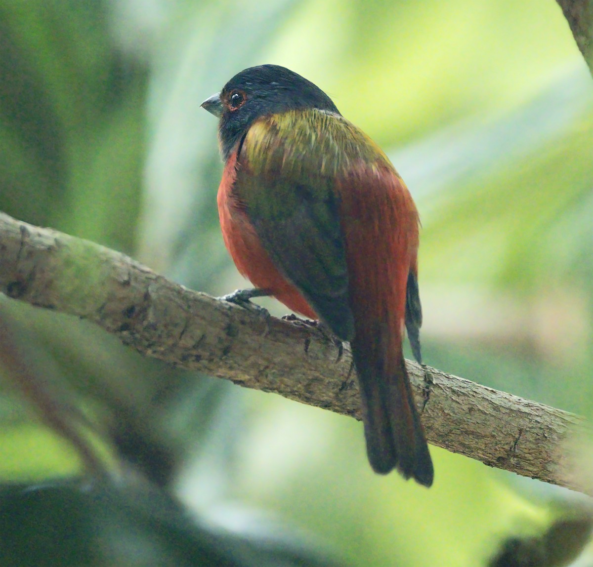 Painted Bunting - ML629085108