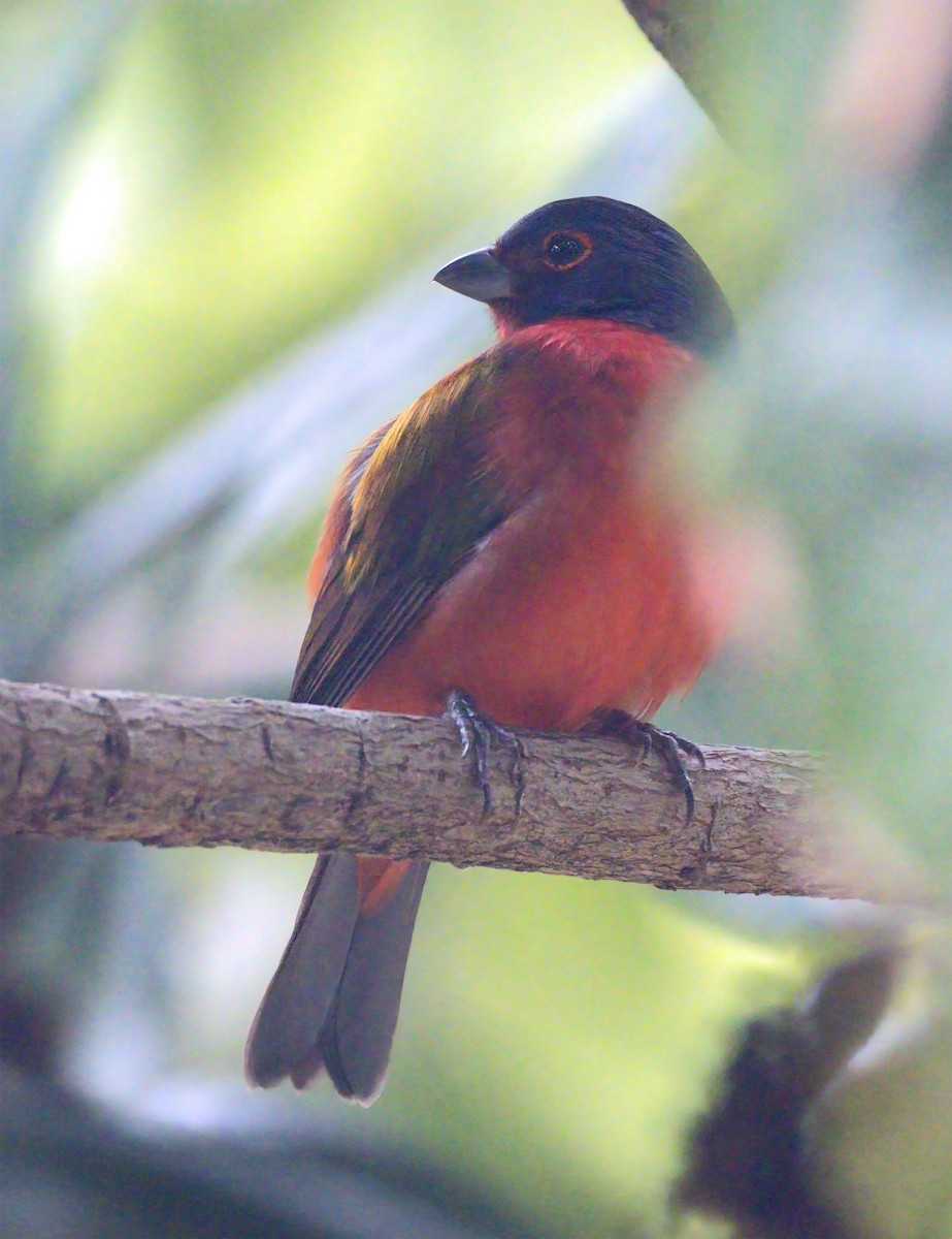 Painted Bunting - ML629085109