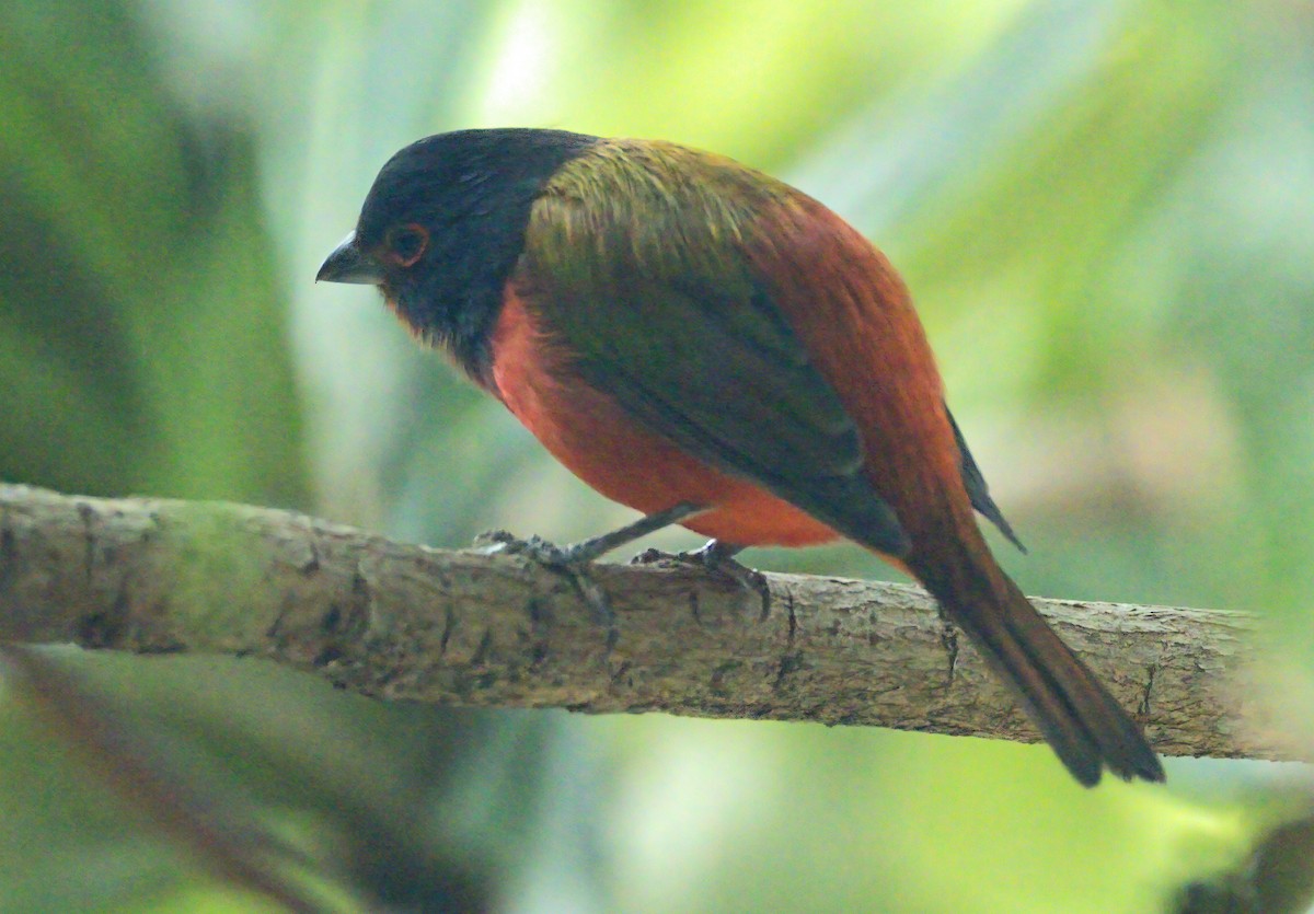 Painted Bunting - ML629085110