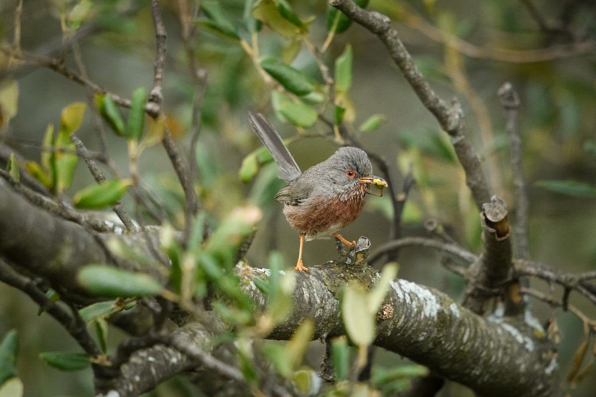 Dartford Warbler - ML629085160