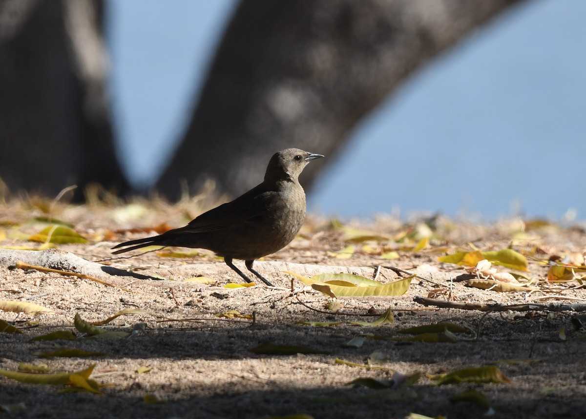 Brewer's Blackbird - ML629085249