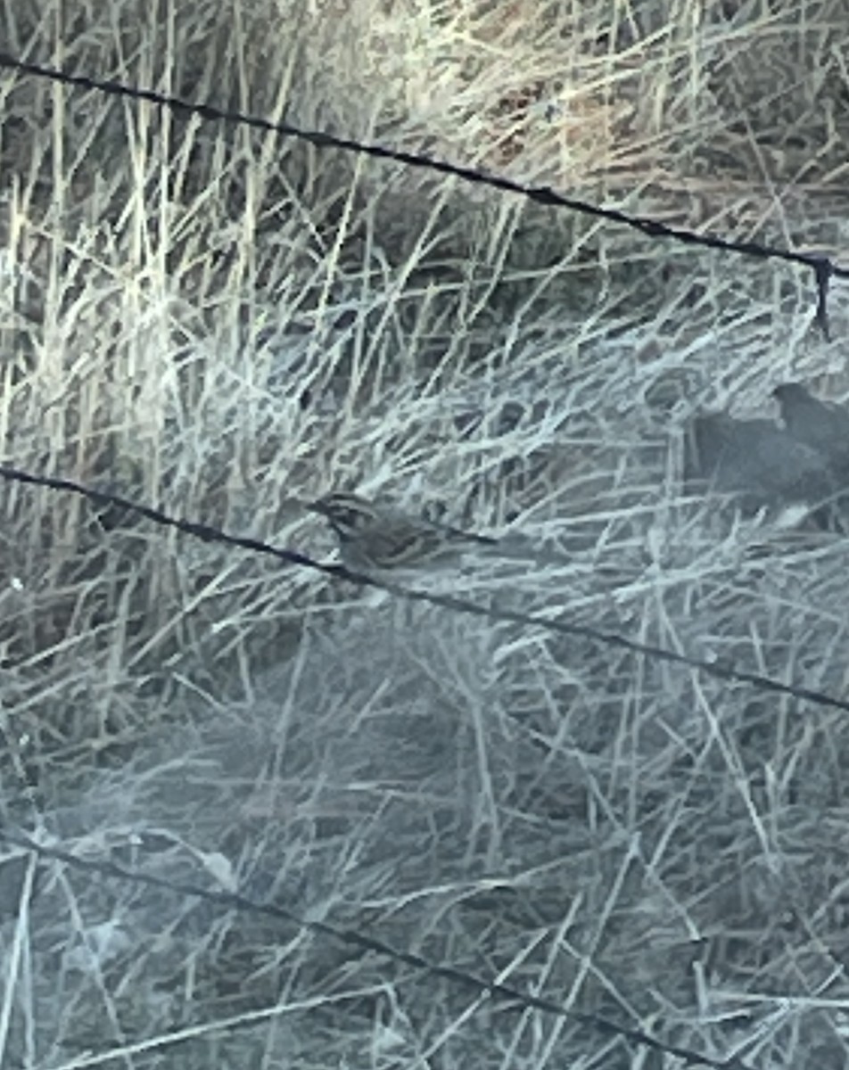 Lark Sparrow - ML629085329