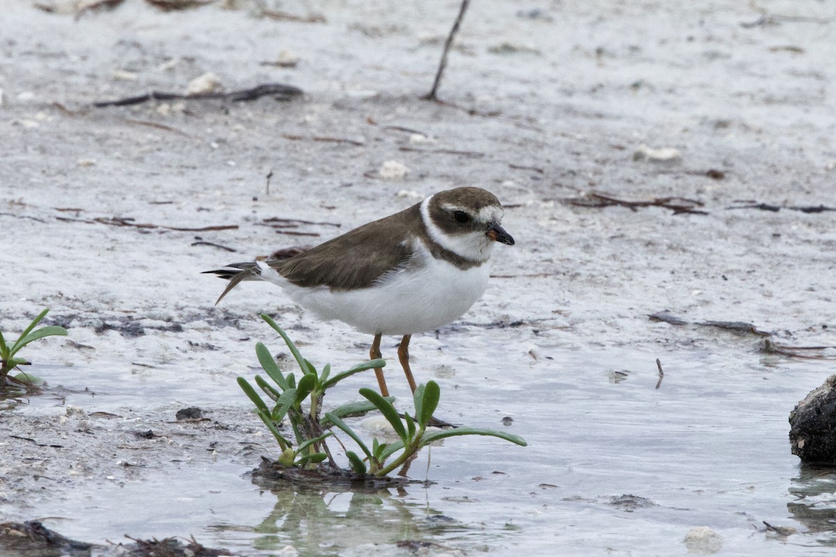 Semipalmated Plover - ML629085388