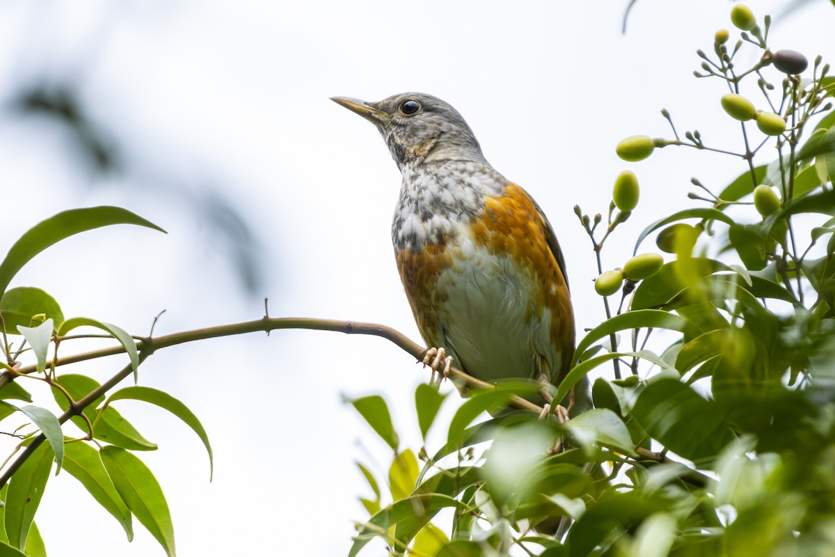 gråryggtrost - ML629085405