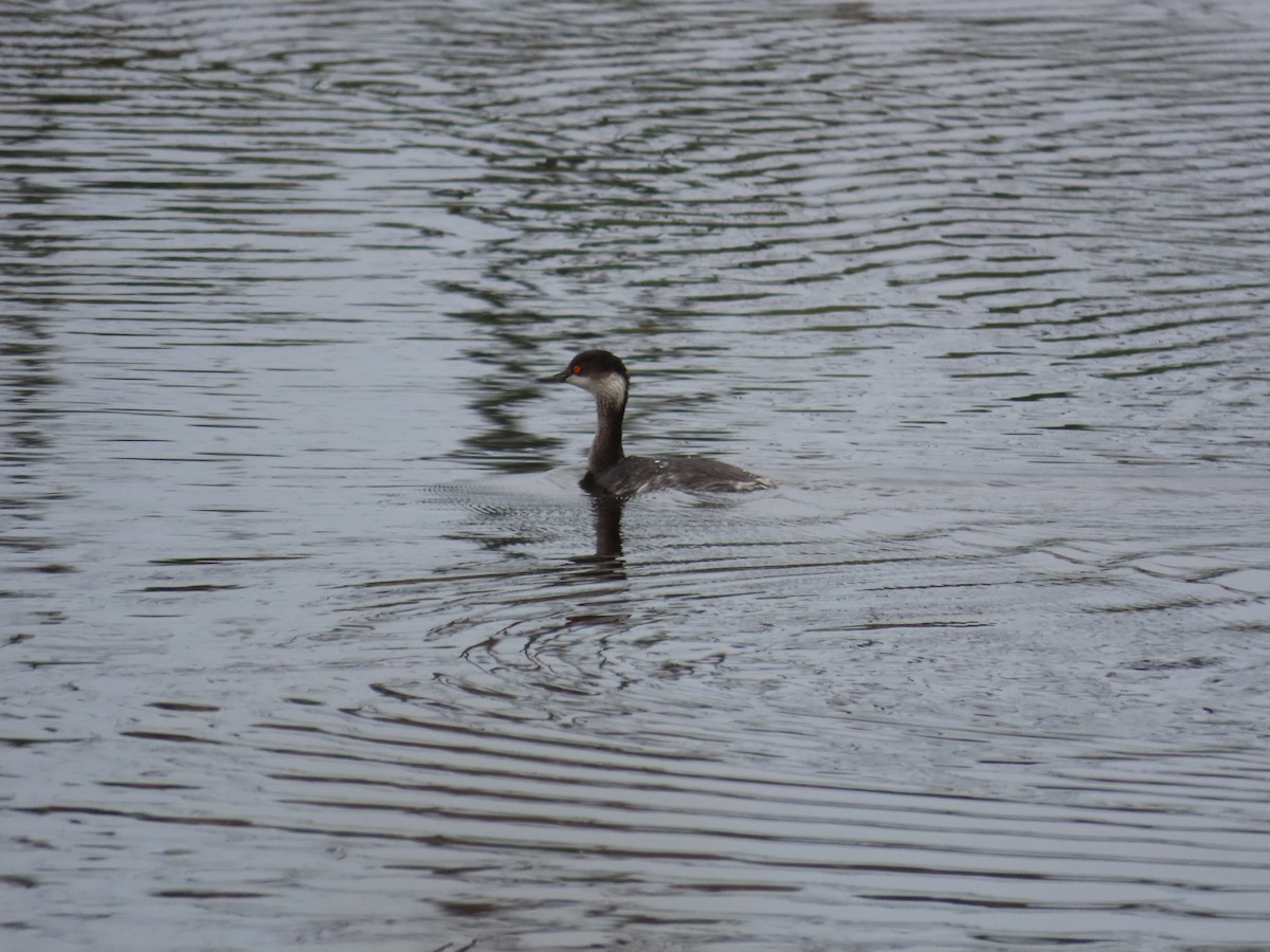 Eared Grebe - ML629085414