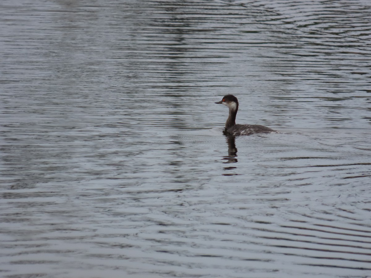 Eared Grebe - ML629085415