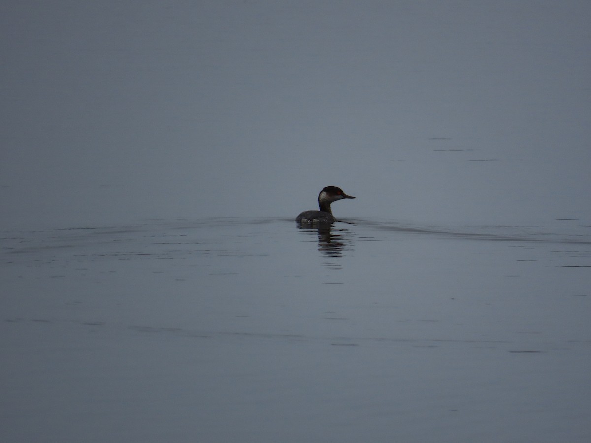 Eared Grebe - ML629085424