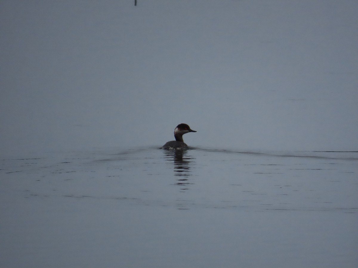 Eared Grebe - ML629085425