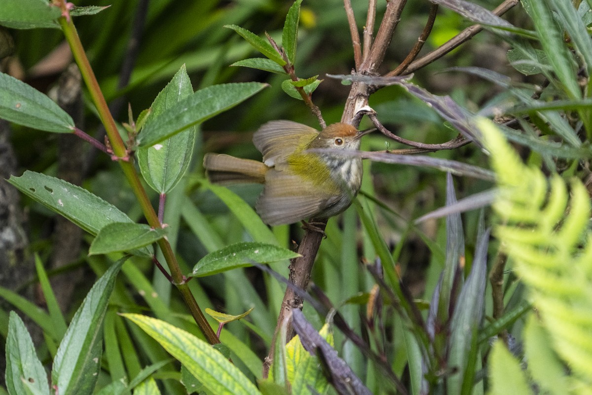 langstjertskredderfugl - ML629085514